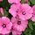 Struikmalva - Lavatera 'Bredon Springs'