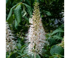 Aesculus parviflora  - Herfstpaardekastanje