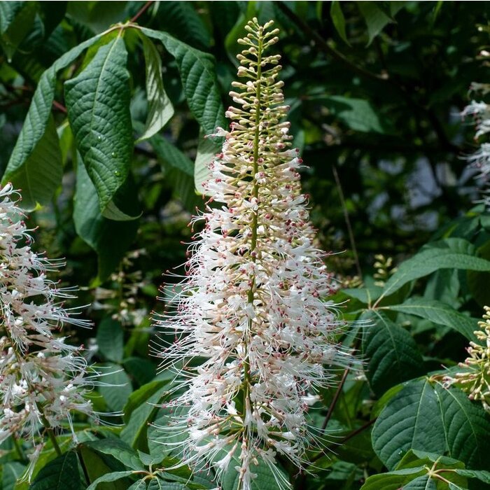Aesculus parviflora  - Herfstpaardekastanje