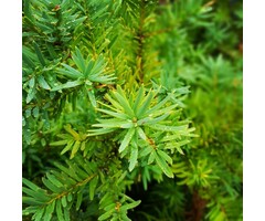 Taxus - Taxus media 'Densiformis'