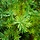 Taxus - Taxus media 'Densiformis'