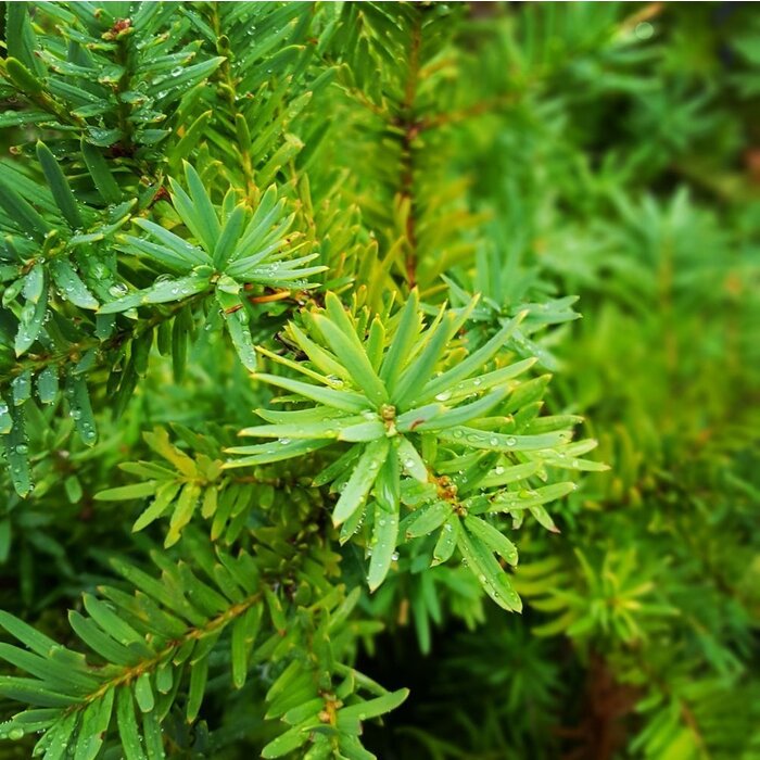Taxus - Taxus media 'Densiformis'