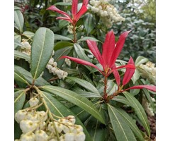 Rotsheide - Pieris japonica 'Red Mill'