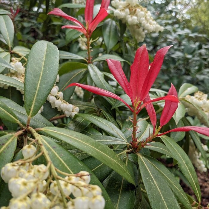 Rotsheide (Pieris japonica 'Red Mill')