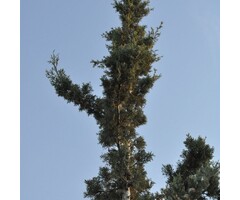 Schijncipres - Chamaecyparis lawsoniana 'Wissel's Saguaro'
