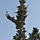 Chamaecyparis lawsoniana 'Wissel's Saguaro' - Schijncipres