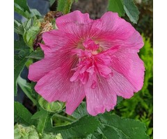 Stokroos - Alcea 'Parkrondell'