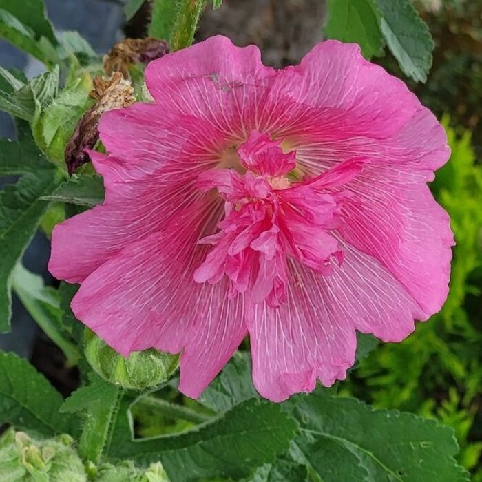 Stokroos - Alcea 'Parkrondell'