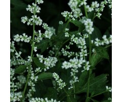 Alsem - Artemisia lactiflora