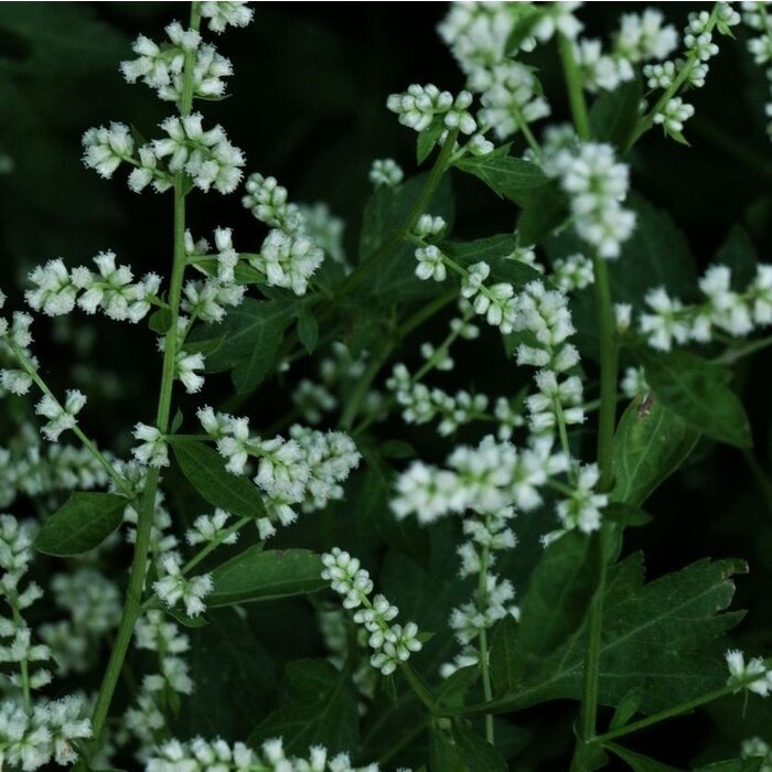 Alsem - Artemisia lactiflora