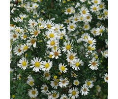 Aster - Aster ericoides 'Erlkonig'