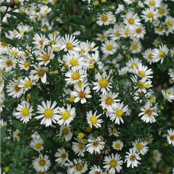 Aster - Aster ericoides 'Erlkonig'