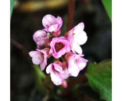 Schoenlappersplant - Bergenia 'Baby Doll'