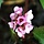 Schoenlappersplant - Bergenia 'Baby Doll'