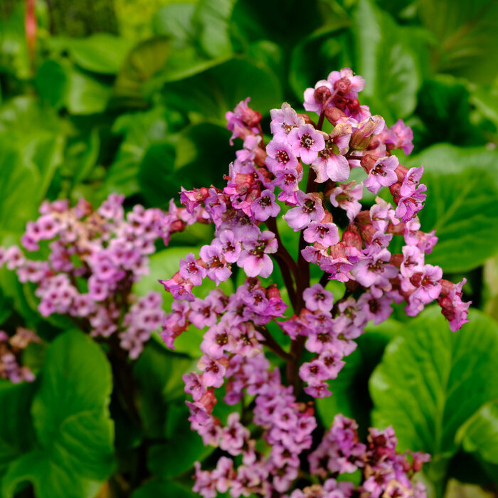 Schoenlappersplant - Bergenia cordifolia 'Eroica'
