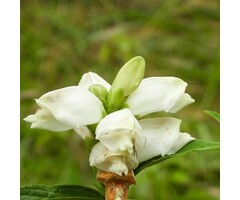 Schildpadbloem - Chelone obliqua 'Alba'