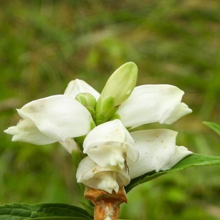 Schildpadbloem - Chelone obliqua 'Alba'