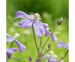 Bosrank - Clematis 'Mrs. Robert Brydon'
