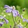 Bosrank - Clematis 'Mrs. Robert Brydon'