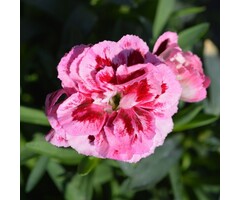 Anjer - Dianthus caryophyllus 'Aztec Star'