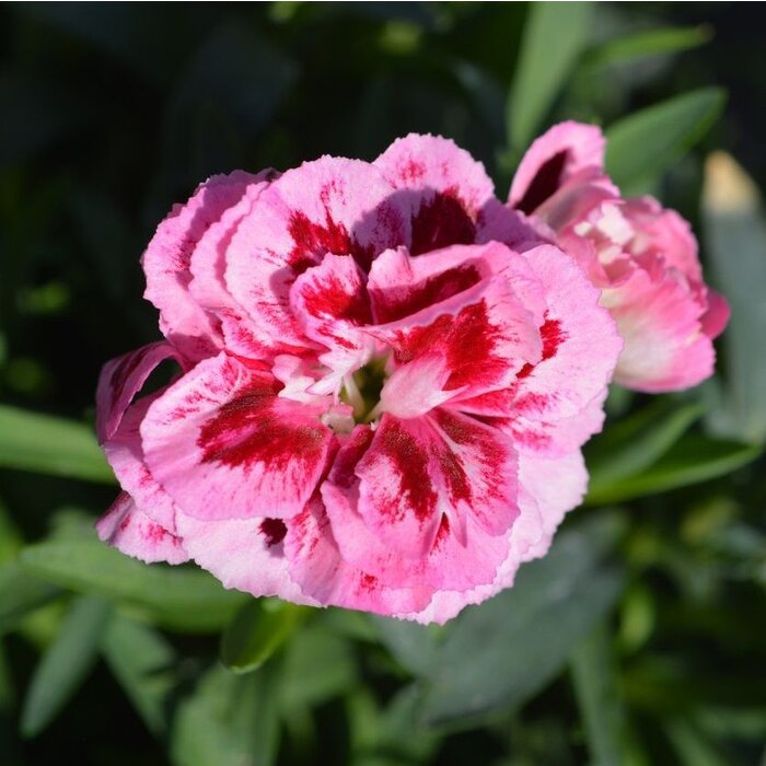 Anjer - Dianthus caryophyllus 'Aztec Star'
