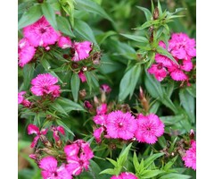 Anjer - Dianthus (P) 'Duchess of Fife'