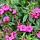 Anjer - Dianthus (P) 'Duchess of Fife'
