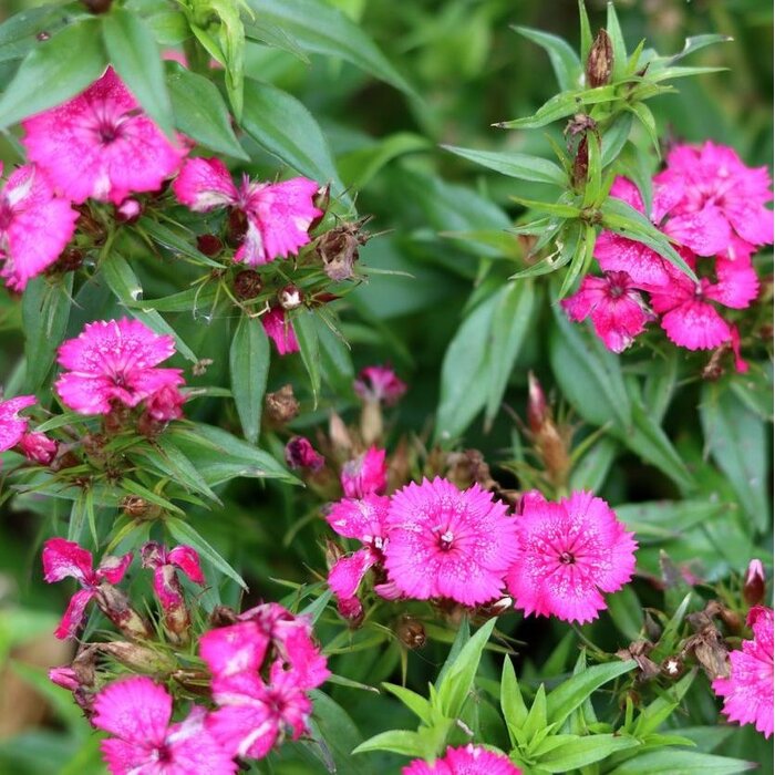 Anjer - Dianthus (P) 'Duchess of Fife'