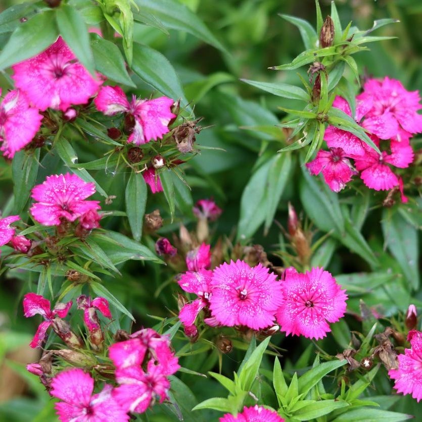 Anjer - Dianthus (P) 'Duchess of Fife'