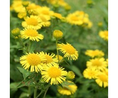 Voorjaarszonnebloem - Doronicum orientale