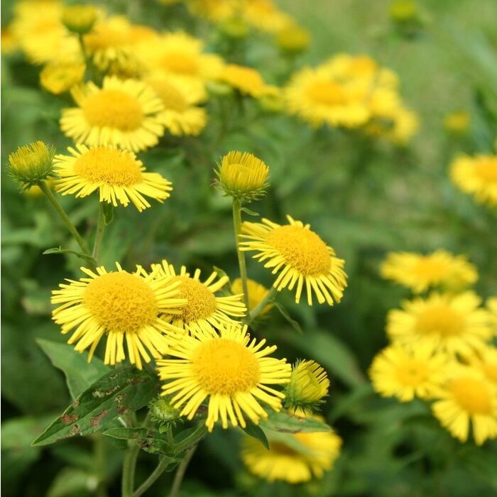 Voorjaarszonnebloem - Doronicum orientale
