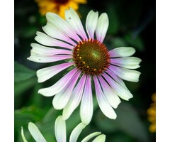 Zonnehoed - Echinacea purp. 'JS Engeltje'
