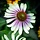 Zonnehoed - Echinacea purp. 'JS Engeltje'