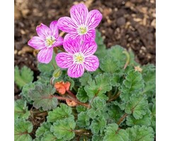 Reigersbek - Erodium variabile 'Roseum'