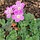 Reigersbek - Erodium variabile 'Roseum'