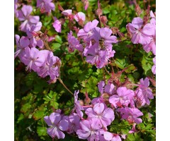 Ooievaarsbek - Geranium cantabrigiense 'Intense'