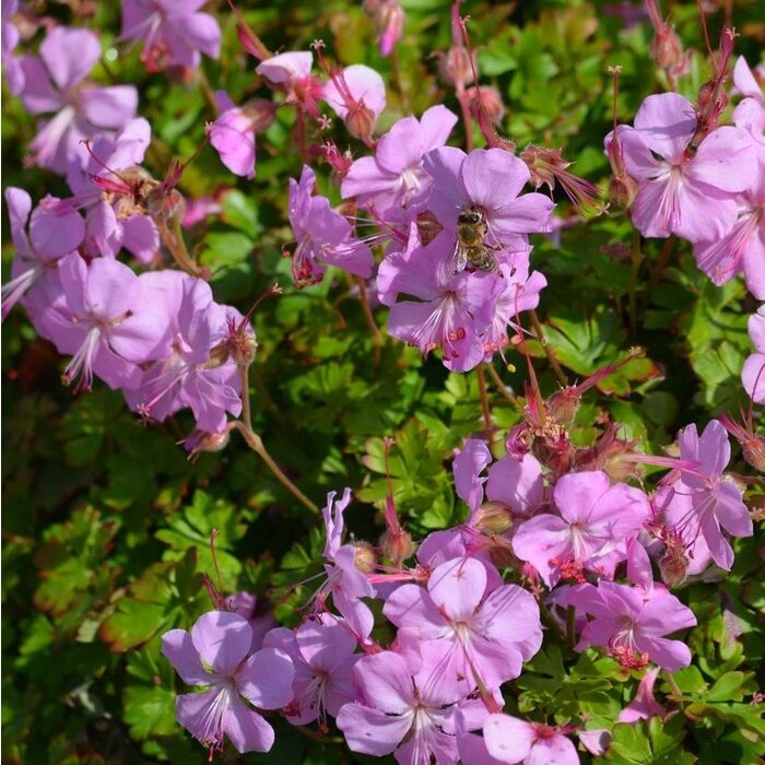 Ooievaarsbek - Geranium cantabrigiense 'Intense'