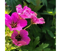 Ooievaarsbek - Geranium sanguineum 'Kahn'