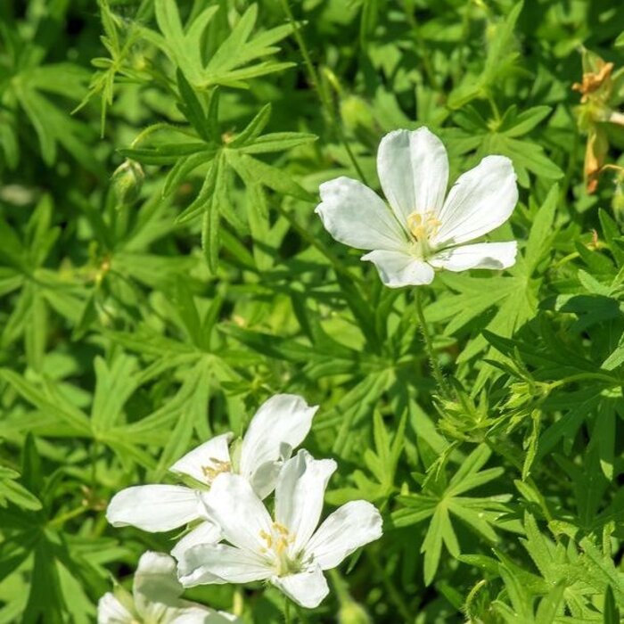 Ooievaarsbek - Geranium sylvaticum 'Album'