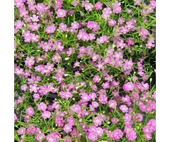 Gipskruid - Gypsophila repens 'Rosa Schönheit'