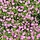 Gipskruid - Gypsophila repens 'Rosa Schonheit'