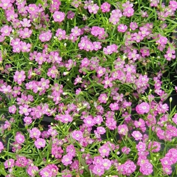 Gipskruid - Gypsophila repens 'Rosa Schönheit'