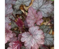 Purperklokje - Heuchera 'Can Can'