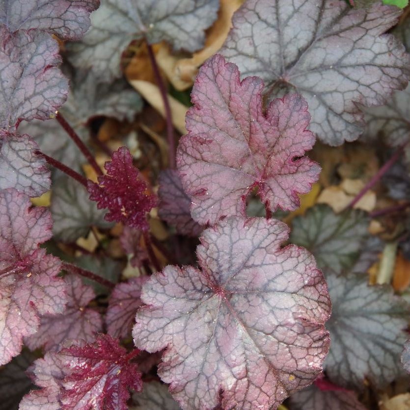 Purperklokje - Heuchera 'Can Can'