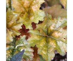 Purperklokje - Heuchera 'Cappuccino'