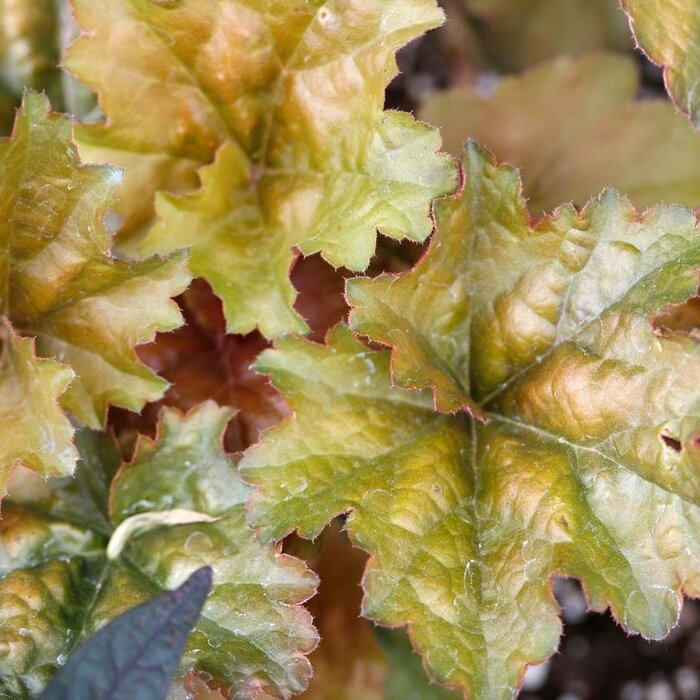 Purperklokje - Heuchera 'Cappuccino'