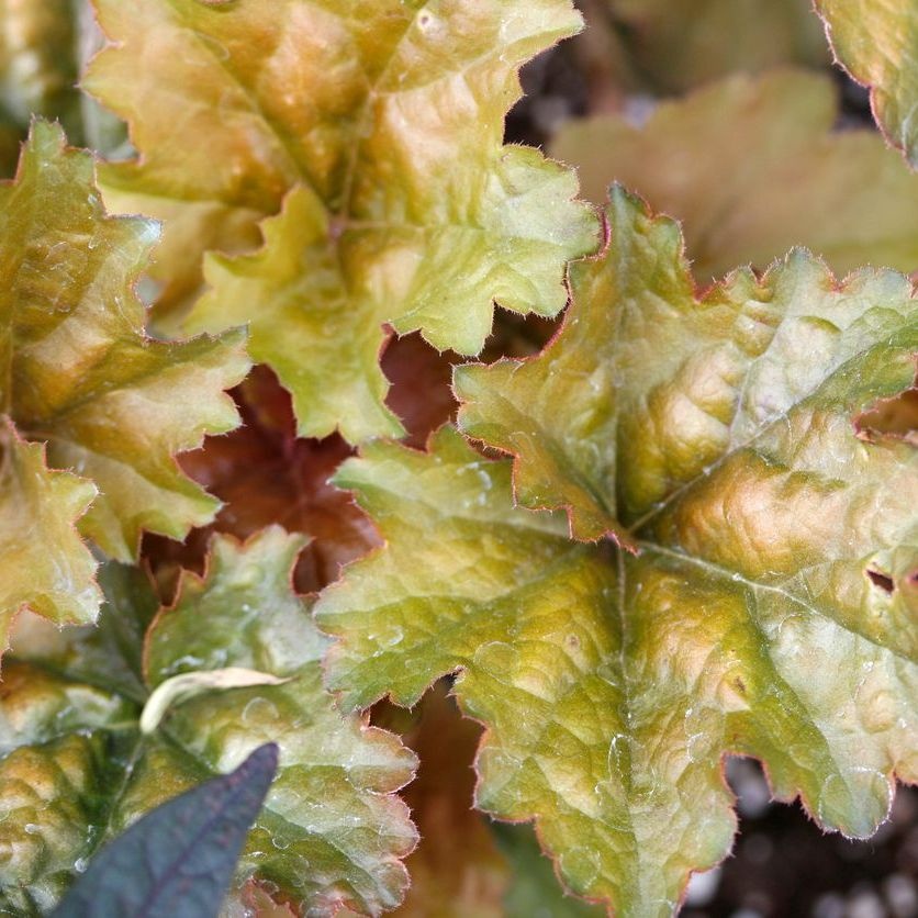Purperklokje - Heuchera 'Cappuccino'