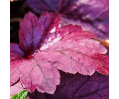 Purperklokje - Heuchera 'Carnival Plum Crazy'