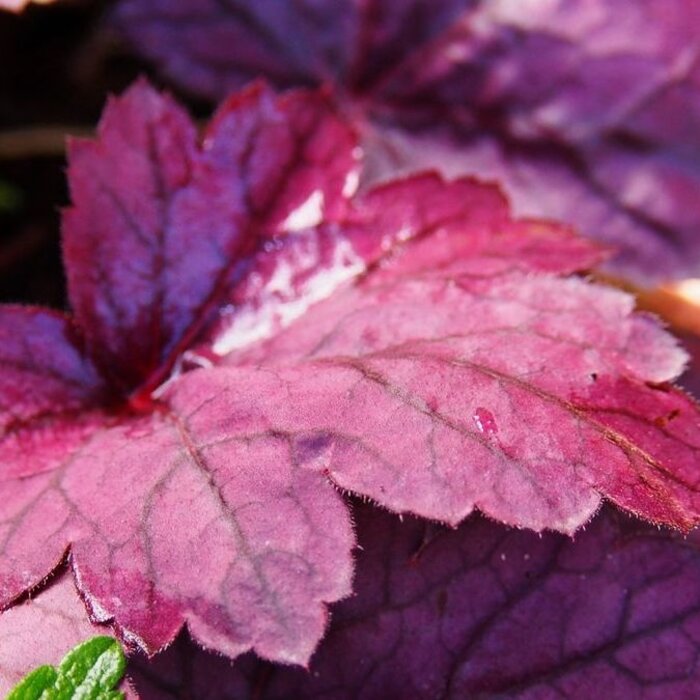 Purperklokje - Heuchera 'Carnival Plum Crazy'