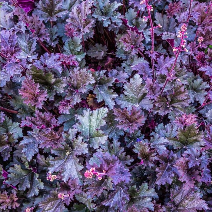 Purperklokje - Heuchera 'Purple Petticoats'